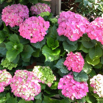 Pink to Deep Red Hydrangea Flower Plant Live 4" Pot, Hydrangea Shrub Flower Plants for Outdoor or Indoor Planting, Change Color Perennial Plant