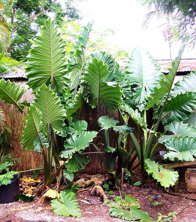 Alocasia Elephant Ear Plant Live 10 to 12 Inc Tall 3.5 Inc Pot, Hardy Elephant Ear Live Indoor Outdoor