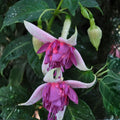 Pack 2 Fuchsia Plants Live, Vibrant Fuchsias Hanging Flowering Plant 3-5 Inches, Gardens, Patios, and Indoor Growing (Purple White Flowers)