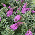 Pink Butterfly Bush Live Plant in 4 Inch Pot Planting Perennial Outdoors Garden Bush Shrub