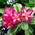 Desert Rose Live Plant, Adenium Desert Rose 4-8'' Tall, Hardy Flowering Succulent for Indoor Outdoor Gardens (Pink Flowers)