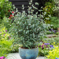 Eucalyptus Plant Live in 2.5" Pot, Baby Blue Eucalyptus Tree Live, Vibrant Blue, Fragrant, Starter Plants, Cold Hardy, Dormant in Winter