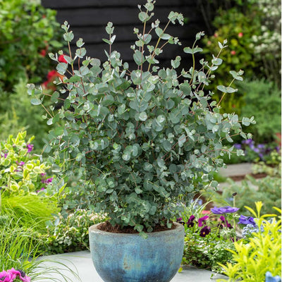Eucalyptus Plant Live in 2.5" Pot, Baby Blue Eucalyptus Tree Live, Vibrant Blue, Fragrant, Starter Plants, Cold Hardy, Dormant in Winter