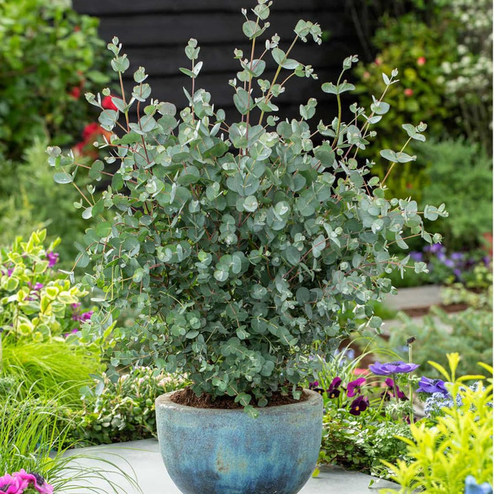 Eucalyptus Plant Live in 2.5" Pot, Baby Blue Eucalyptus Tree Live, Vibrant Blue, Fragrant, Starter Plants, Cold Hardy, Dormant in Winter