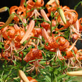 10 Turk Cap Lily Bulbs for Planting, Tiger Lily Like, Vibrant Orange Flower, Spring Bloom, Year-Round Planting