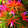 Air Plants Live Houseplants for Garden, 20 Tillandsia Air Plants Live, Purple Red Air Plant for Planting Gardening Outdoor, 2 to 3 Inc Long