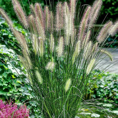 Hameln Dwarf Fountain Grass Plant Live to Grow in 4 Inc Pot, Dwarf Grass Live Plant for Planting, Ornamental Grass Plant