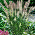 Hameln Dwarf Fountain Grass Plant Live in 4 Inch Pot, Dwarf Grass Live Plant for Growing, Ornamental Grass Plant