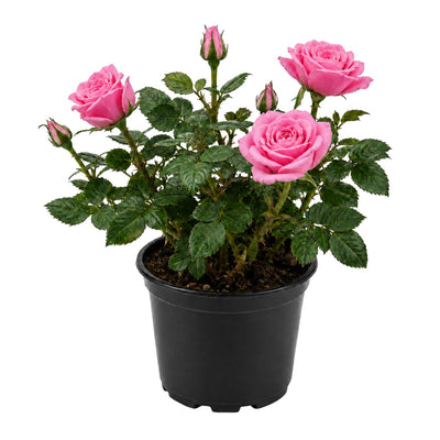 Pink Mini Rose Plant Live in 4 Inch Pot, Miniature Rose Flower Plant for Indoor Outdoor Garden, Patio and Home Decor, 4-6 Inches