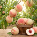 Peach Live Plant, Grafted Peach Plant 1 Feet Tall, Fruit Tree Well-Rooted for Planting (White)