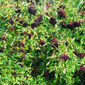 Elderberry Plant, Elderberry Bushes Live Plant, Quart Pot, 6 to 10 Inch Tall, Dormant in Winter