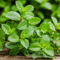 2 Peppermint Live Plants, Peppermint Herbs Plants, 4-6 Inch Herb Starter Plants, Bare Root, Fragrant Leaves