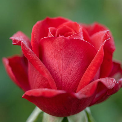 Red Mini Rose Plant Live in 4 Inch Pot, Miniature Rose Flower Plant for Indoor Outdoor Garden, Patio and Home Decor, 4-6 Inches