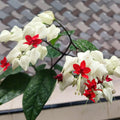 4 Bleeding Heart Plant Live 4–6 Inches, Shade Loving Perennial Flowers for Garden Beds, Borders or Landscape (White Red)