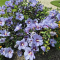 Rose of Sharon Plant, Hardy Althea Hibiscus Flowering Shrub in 4'' Pot, Outdoor Garden Starter Plant for Landscape or Hedge (Purple)