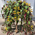 Random Lipstick Plans Live Houseplants in Pot, Aeschynanthus Red Flower Vine Décor Office, Desk Indoor Outdoor Growing