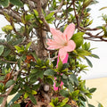 Pink Azalea Rhododendron Plant Live in 4 Inch Pot, Azalea Rhododendron Bush Shrub Bonsai Bloom in Spring, Late Summer, Fall Rebloom