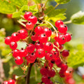 Red Currant Bush Live Plant Well Rooted, 1 Year Bare Root, Red Currant Berry Plant Live, Currant Tree