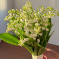 Lily of The Valley Plant Live, 6 Pips Fragrant White Lily Flowers, Lilies of The Valley Perennial for Planting Outdoors