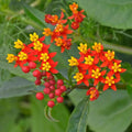 2 Milkweed Live Plants 4–7 Inches Tall, Milkweed Flowering Plants for Garden Beds, Borders or Landscape (Tropical Milkweed)