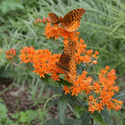 Set 3 Milkweed Plants Live, Orange Milkweed Flower Live Plant for Outdoor Indoor Gardening, Well Rooted, 4''