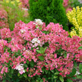 Pink to White Hydrangea Tree, Hydrangea Live Plant, Hydrange Bush in Pot, Well-Rooted Plant, Starter 6-10 Inc
