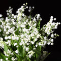 Lily of The Valley Plant Live, 6 Pips Fragrant White Lily Flowers, Lilies of The Valley Perennial for Planting Outdoors