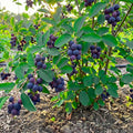 Serviceberry Tree Live Plant, Edible Serviceberry Plant, 5-9 Inc Tall, Sweet Berry Shrub for Outdoor Garden