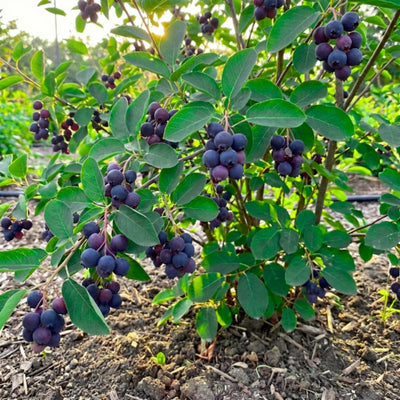 Serviceberry Tree Live Plant, Edible Serviceberry Plant, 5-9 Inc Tall, Sweet Berry Shrub for Outdoor Garden