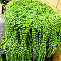 Live String of Pearls Plant, Green String of Pearls Succulent Plant for Planting 4 Inch Pot