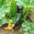 2 Green Zucchini Squash Live Plants, Squash Vegetable Plants Live for Home Garden Plant, from 4'' in Height