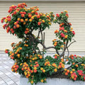 2 Random Lantana Plants Live Trees, Ready to Bloom, Hardy Long Blooming Seasons, Vibrant Colorful Perennial Fragrant, 5-10" in Tall, Full Sun Growing