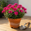 Hot Pink Phlox Plant 3-5 Inches Tall, Phlox Live Plant, Hardy Perennial with Colorful Blooms for Garden and Patio