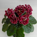 African Violet Plant, Live African Violet Flowers in 4'' Pot, Low-Maintenance Indoor Flowering Plant with Vibrant Blooms (Red Blooms)