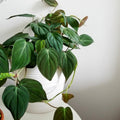Philodendron Plant in 4 Inch Pot, Tropical Indoor Houseplant, Easy Care Foliage Plant for Home, Office, or Patio (Velvet Philodendron)