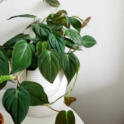 Philodendron Plant in 4 Inch Pot, Tropical Indoor Houseplant, Easy Care Foliage Plant for Home, Office, or Patio (Velvet Philodendron)