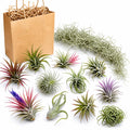 Set 12 Air Plants Live, Assorted Tillandsia Plants for Indoor Decor, Terrariums, Office and Home Display