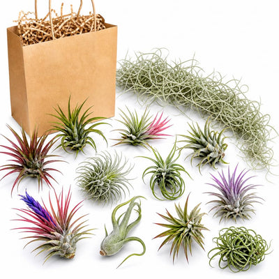 Set 12 Air Plants Live, Assorted Tillandsia Plants for Indoor Decor, Terrariums, Office and Home Display