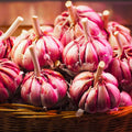 1 Pound Garlic for Planting in Fall Hardneck, 8-10 Red Garlic Bulbs for Planting, Fresh and High Yield Bulb Variety Pack, Hardy and Fast Growing