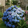 Blue Hydrangea Bush Live Plant, Hardy Flower Shrub, 1-1.5 Ft Tall