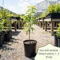 Peach Tree Live, Sweet Peach Tree, Fast Growing Fruit Trees, 1-2 Ft Tall