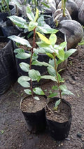 Bay Laurel Plant Tree Live, Laurus Nobilis Bay Leaf Trees, Sweet Bay Laurel Tree, 5-9" Tall, No Pot