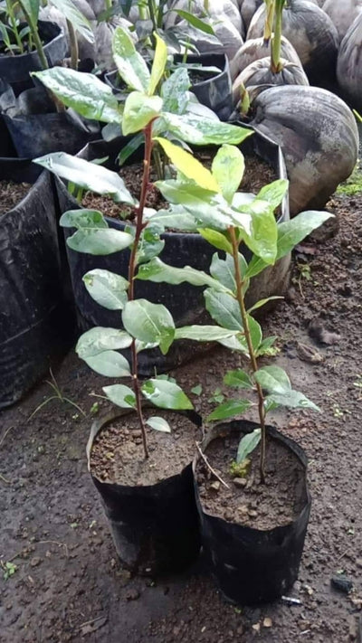 Bay Laurel Plant Tree Live, Laurus Nobilis Bay Leaf Trees, Sweet Bay Laurel Tree, 5-9" Tall, No Pot