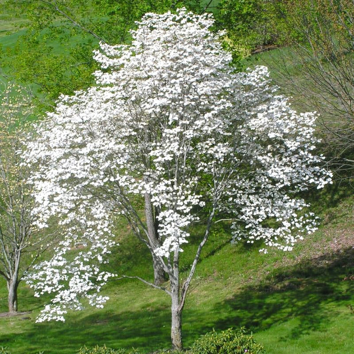 Potted White Kousa Flowering Dogwood Trees Live Plants Shrubs, 6-12" Tall Dogwood Tree Bush Flower Shrub for Planting Outdoor