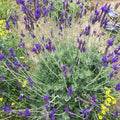 4 Lavender Plants Live Outdoor Indoor, Cold Hardy Fragrant Perennial Herb for Garden and Landscape, 4-8 Inch Tall (Blue Lavender)