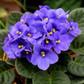 African Violet Plant, Live African Violet Flowers in 4'' Pot, Low-Maintenance Indoor Flowering Plant with Vibrant Blooms (Blue Blooms)