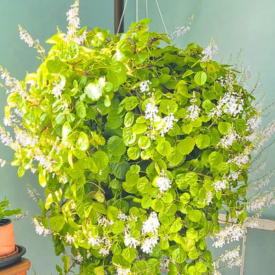 Plectranthus Swedish Ivy Live Plant, Yellow Green Plectranthus Plant, Live Trailing Swedish Ivy Houseplants for Planting, 2.5 Inch Pot, 3-5 Inch Tall