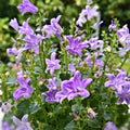 Blue Campanula Plant 2.5 Inches Potted, Campanula Plant Live, Bellflower Plants