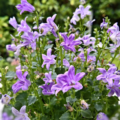 Blue Campanula Plant 2.5 Inches Potted, Campanula Plant Live, Bellflower Plants