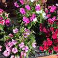 1 Assorted Dianthus Live Plant in Pot, Dianthus Carnation Perennial Plant Live, Very Fragrant Mixed Random Colors
